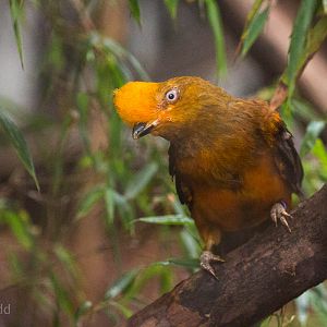 Andean cock-of-the-rock : RSCC : 28 Aug 2015