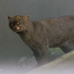 Jaguarundi : RSCC : 28 Aug 2015