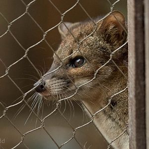 Fanaloka : RSCC : 28 Aug 2015