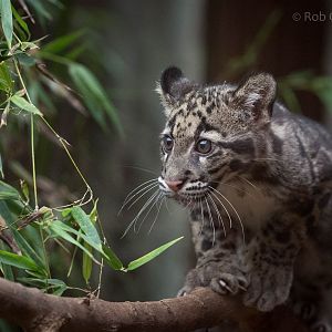 Clouded leopard : RSCC : 28 Aug 2015