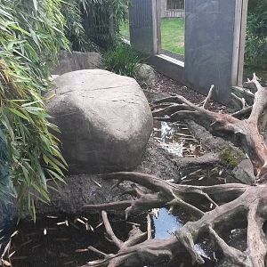 Fishing Cat Enclosure