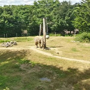 Elephant Enclosure