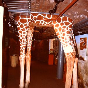 Entrance to Savannah area, Bug World Liverpool 2010