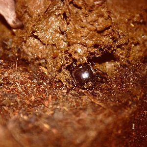 Egyptian dung beetle, Bug World, Liverpool 2010