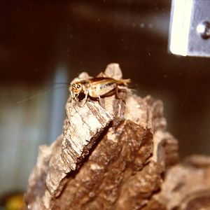 Red-spotted assasin bug, Bug World, Liverpool 2010