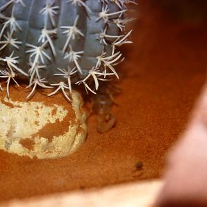death-stalker scorpion, Bug World, Liverpool 2010