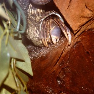 land hermit crab, Bug World, Liverpool 2010