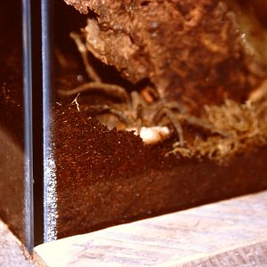 South American fishing spider, Bug World, Liverpool 2010