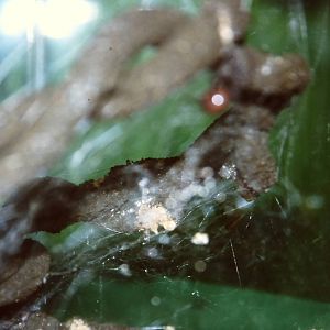 Southern black widow spider, bug World, Liverpool 2010