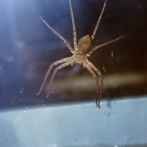 huntsman spider, Bug World, Liverpool 2010