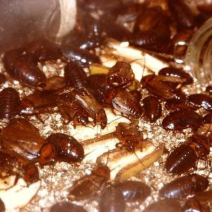 orange-headed cockroaches, Bug World, Liverpool 2010