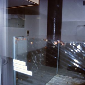 Tahiti tree snails, Bug World, Liverpool 2010