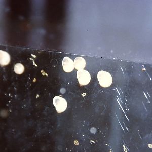 Tree snails (Partula hebe bella), Bug World, Liverpool 2010