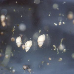 Huahine tree snails, Bug World, Liverpool 2010