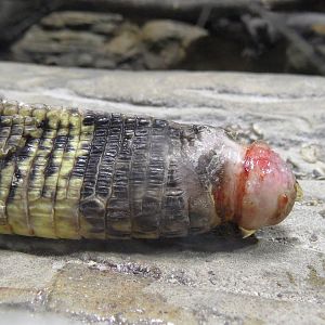 Injured tail of water monitor