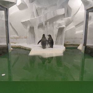 Humboldt penguin exhibit