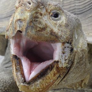 Spurred tortoise gaping