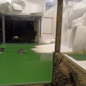 Humboldt penguin exhibit