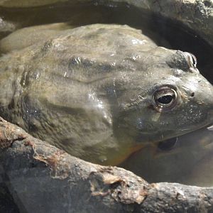 African bullfrog