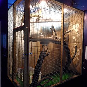 Iguana cage