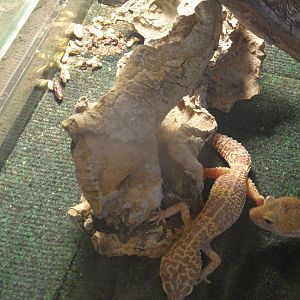 Leopard geckos and poop deposits