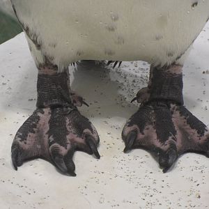 Penguin feet