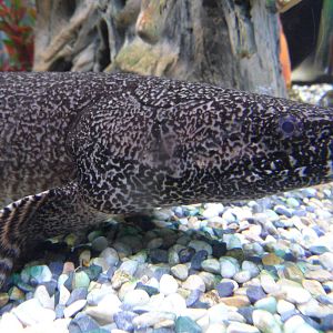 Ornate bichir