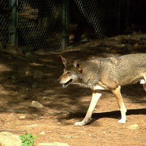 Red Wolf