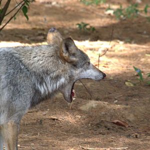 Mexican Wolf
