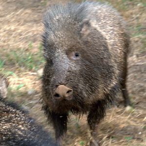 Chacoan Peccary