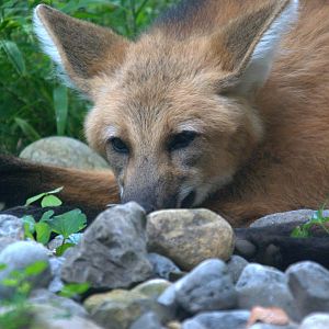 Maned Wolf
