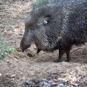 Chacoan Peccary