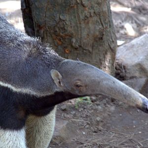 Giant Anteater