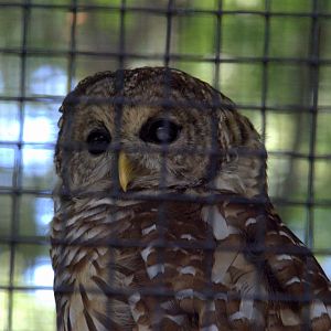 Barred Owl