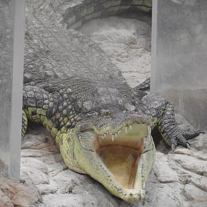 Gaping crocodile
