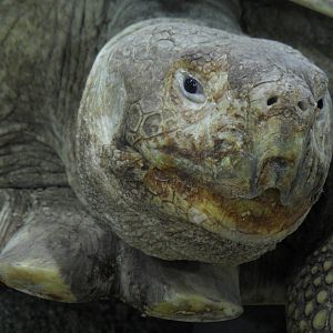 Spurred tortoise portrait