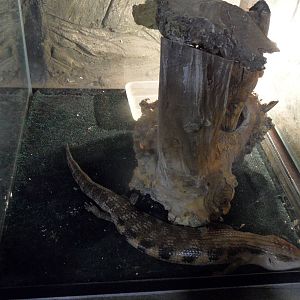 Bluetongue skink