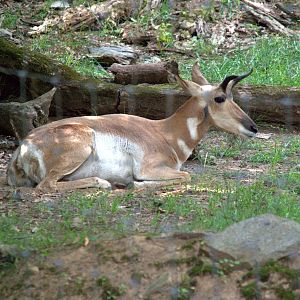 Pronghorn