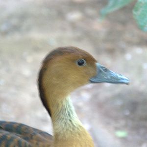 Fulvous Whistling Duck