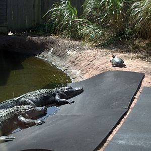 American Alligator