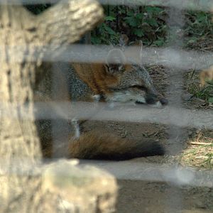Eastern Grey Fox