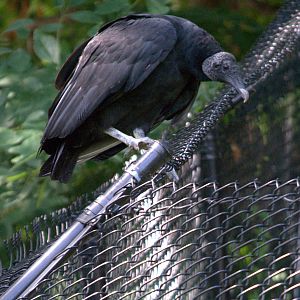Black Vulture