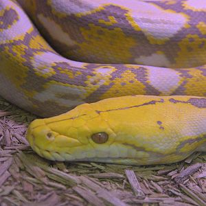 Albino Reticulated Python