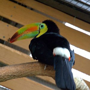 Keel-billed Toucan