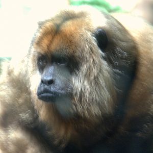 Black Howler Monkey