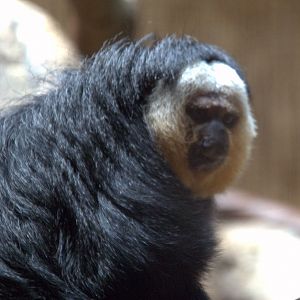 Pale-faced Saki Monkey