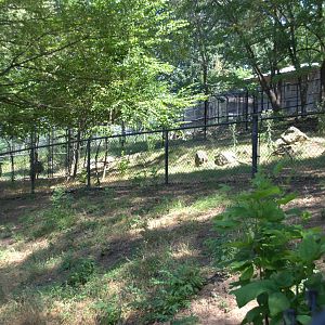 Greater Rhea enclosure