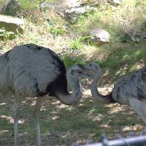 Greater Rhea