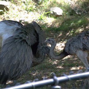Greater Rhea