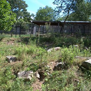 Giant Anteater Enclosure